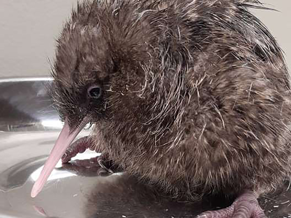 Great spotted kiwi chick